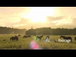 Horses Grazing 3 3244